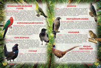 Книга &quot;Иллюстрированный атлас живой природы&quot; (укр) MiC Украина 